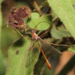 Enicospilus sp. (genus) (An ichneumon wasp) at Acton, ACT - 16 Aug 2019 by TimL