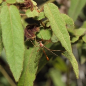 Enicospilus sp. (genus) at Acton, ACT - 16 Aug 2019