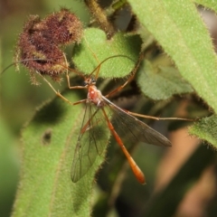 Enicospilus sp. (genus) at Acton, ACT - 16 Aug 2019 12:36 PM