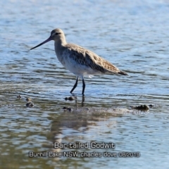 Limosa lapponica (Bar-tailed Godwit) at Burrill Lake, NSW - 14 Aug 2019 by Charles Dove