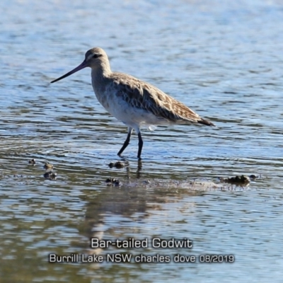 Limosa lapponica (Bar-tailed Godwit) at Burrill Lake, NSW - 14 Aug 2019 by Charles Dove