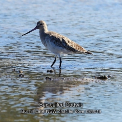 Limosa lapponica (Bar-tailed Godwit) at Burrill Lake, NSW - 15 Aug 2019 by CharlesDove
