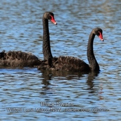 Cygnus atratus (Black Swan) at Milton, NSW - 13 Aug 2019 by CharlesDove