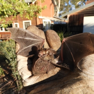 Nyctophilus geoffroyi at Saint Georges Basin, NSW - 18 Aug 2019 by Karen Davis