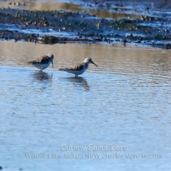 Calidris ferruginea (Curlew Sandpiper) at Milton, NSW - 12 Aug 2019 by Charles Dove