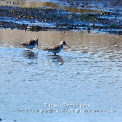 Calidris ferruginea (Curlew Sandpiper) at Milton, NSW - 12 Aug 2019 by Charles Dove