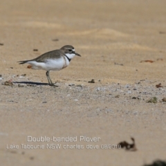 Anarhynchus bicinctus (Double-banded Plover) at Lake Tabourie, NSW - 12 Aug 2019 by CharlesDove