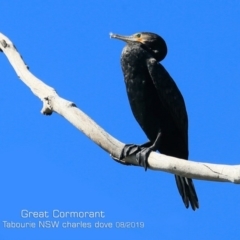 Phalacrocorax carbo (Great Cormorant) at Lake Tabourie, NSW - 13 Aug 2019 by CharlesDove