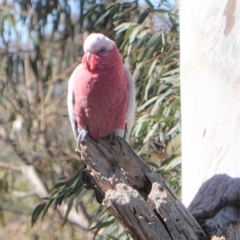 Eolophus roseicapilla (Galah) at Hughes, ACT - 23 Aug 2019 by JackyF