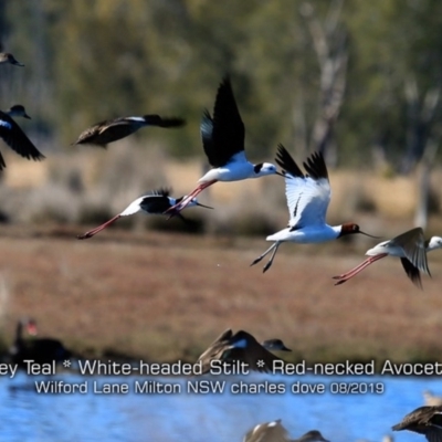 Himantopus leucocephalus (Pied Stilt) at Milton, NSW - 12 Aug 2019 by CharlesDove