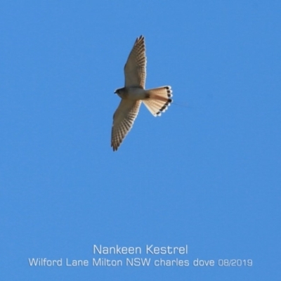 Falco cenchroides (Nankeen Kestrel) at Milton, NSW - 12 Aug 2019 by CharlesDove