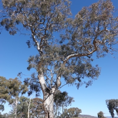 Eucalyptus blakelyi (Blakely's Red Gum) at Hughes, ACT - 23 Aug 2019 by JackyF