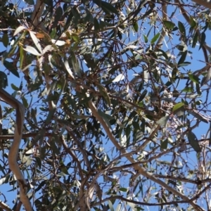 Eucalyptus blakelyi at Red Hill to Yarralumla Creek - 23 Aug 2019 12:32 PM