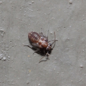 Psocodea 'Psocoptera' sp. (order) at Hackett, ACT - 16 Aug 2019