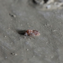 Psocodea 'Psocoptera' sp. (order) at Hackett, ACT - 16 Aug 2019