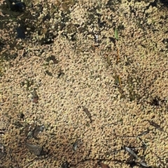 Azolla pinnata (Ferny Azolla) at Sutton Forest, NSW - 23 Aug 2019 by KarenG