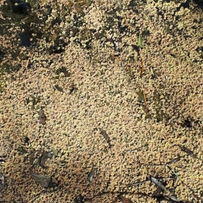 Azolla pinnata (Ferny Azolla) at Sutton Forest, NSW - 23 Aug 2019 by KarenG