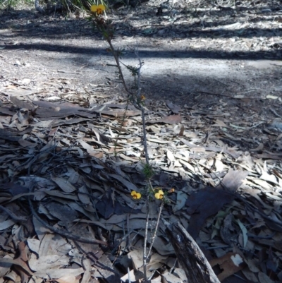 Dillwynia glaberrima (Smooth Parrot-pea) at Bawley Point, NSW - 23 Aug 2019 by GLemann