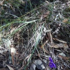 Patersonia sericea var. sericea (Silky Purple-flag) at Bawley Point, NSW - 23 Aug 2019 by GLemann