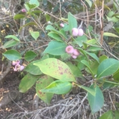 Syzygium smithii (Lilly Pilly) at Kinghorne, NSW - 23 Aug 2019 by Megan123