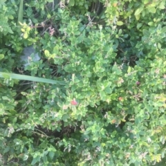 Rhagodia candolleana subsp. candolleana (Seaberry Saltbush) at Kinghorne, NSW - 23 Aug 2019 by Megan123