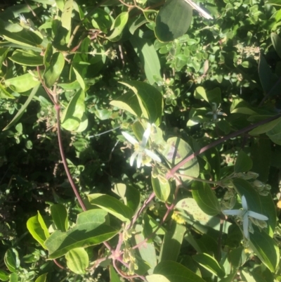 Clematis glycinoides (Headache Vine) at Kinghorne, NSW - 23 Aug 2019 by Megan123