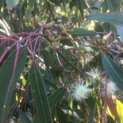 Eucalyptus (genus) (A Gum Tree) at Kinghorne, NSW - 23 Aug 2019 by Megan123