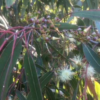 Eucalyptus (genus) (A Gum Tree) at Kinghorne, NSW - 23 Aug 2019 by Megan123