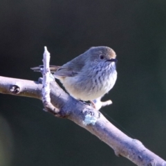 Acanthiza pusilla (Brown Thornbill) at Macarthur, ACT - 23 Aug 2019 by RodDeb