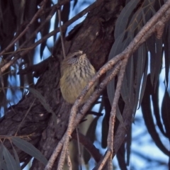 Acanthiza lineata at Macarthur, ACT - 23 Aug 2019