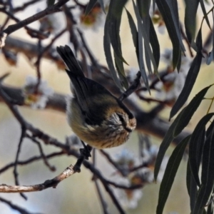 Acanthiza lineata at Macarthur, ACT - 23 Aug 2019