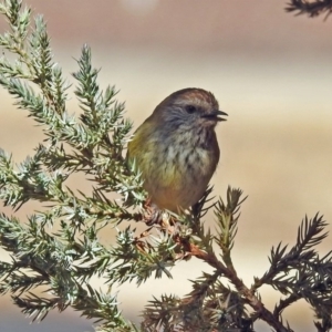 Acanthiza lineata at Macarthur, ACT - 23 Aug 2019