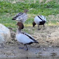 Chenonetta jubata (Australian Wood Duck) at National Zoo and Aquarium - 22 Aug 2019 by RodDeb