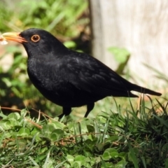 Turdus merula (Eurasian Blackbird) at Molonglo Valley, ACT - 22 Aug 2019 by RodDeb