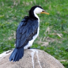 Microcarbo melanoleucos (Little Pied Cormorant) at Molonglo Valley, ACT - 22 Aug 2019 by RodDeb