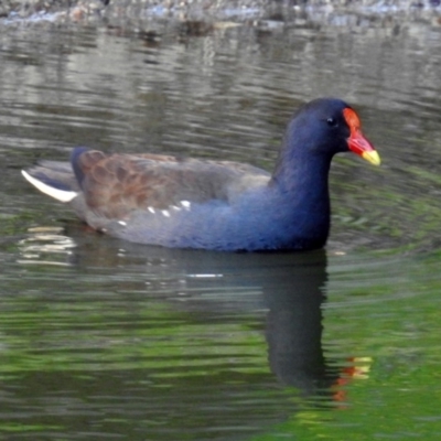 Gallinula tenebrosa (Dusky Moorhen) at National Zoo and Aquarium - 22 Aug 2019 by RodDeb