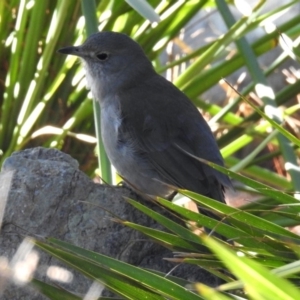 Colluricincla harmonica at Molonglo Valley, ACT - 22 Aug 2019