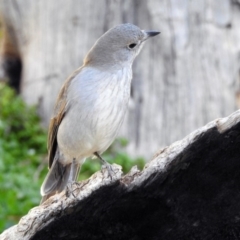 Colluricincla harmonica at Molonglo Valley, ACT - 22 Aug 2019