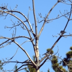 Grallina cyanoleuca at Molonglo Valley, ACT - 22 Aug 2019