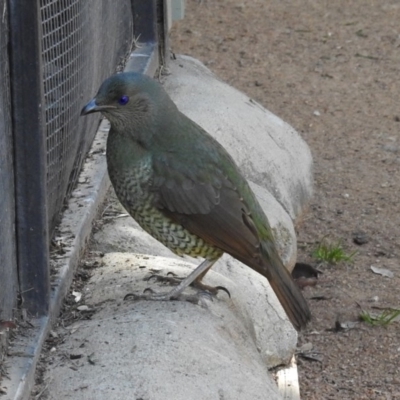 Ptilonorhynchus violaceus (Satin Bowerbird) at National Zoo and Aquarium - 22 Aug 2019 by RodDeb