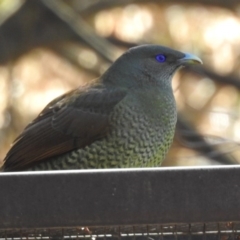 Ptilonorhynchus violaceus at Molonglo Valley, ACT - 22 Aug 2019