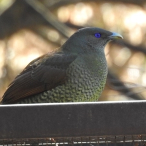 Ptilonorhynchus violaceus at Molonglo Valley, ACT - 22 Aug 2019