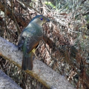 Ptilonorhynchus violaceus at Molonglo Valley, ACT - 22 Aug 2019