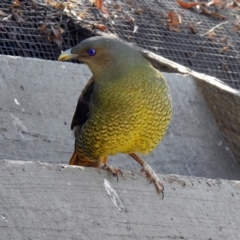 Ptilonorhynchus violaceus at Molonglo Valley, ACT - 22 Aug 2019