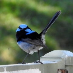 Malurus cyaneus (Superb Fairywren) at Molonglo Valley, ACT - 22 Aug 2019 by RodDeb