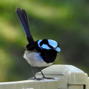 Malurus cyaneus at Molonglo Valley, ACT - 22 Aug 2019 01:27 PM