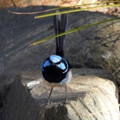 Malurus cyaneus at Molonglo Valley, ACT - 22 Aug 2019