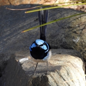 Malurus cyaneus at Molonglo Valley, ACT - 22 Aug 2019 01:27 PM