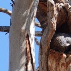 Callocephalon fimbriatum (Gang-gang Cockatoo) at Hughes, ACT - 23 Aug 2019 by JackyF