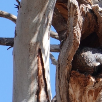 Callocephalon fimbriatum (Gang-gang Cockatoo) at GG229 - 23 Aug 2019 by JackyF